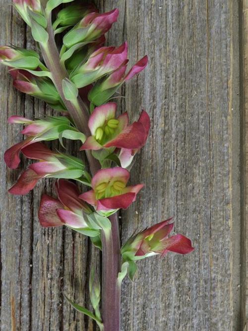 DIGITALIS ILLUMINATION HOT PINK FOXGLOVE